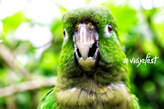 A vibrant green parrot amidst lush foliage.